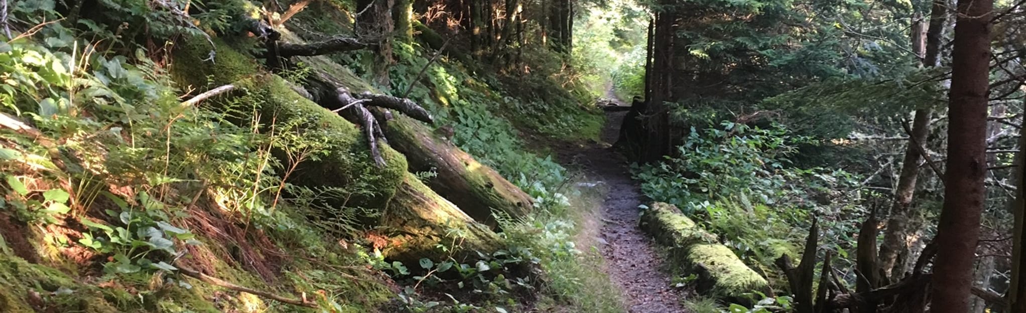 Tricorner Knob and Mount Guyot via Snake Den Ridge Trail 74 Reviews