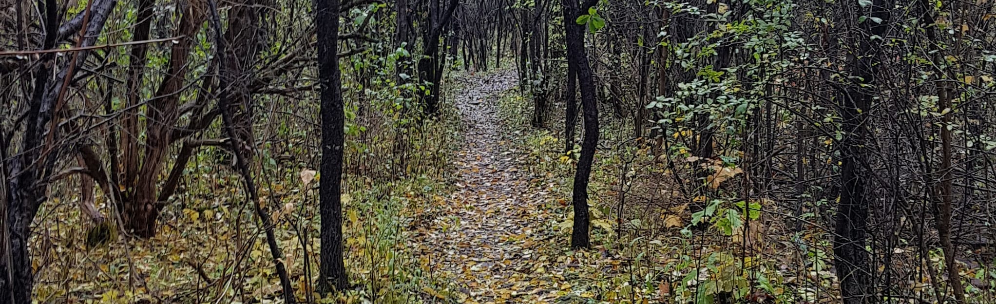 Woodland Trail Loop, Ontario, Canada 120 Reviews, Map AllTrails