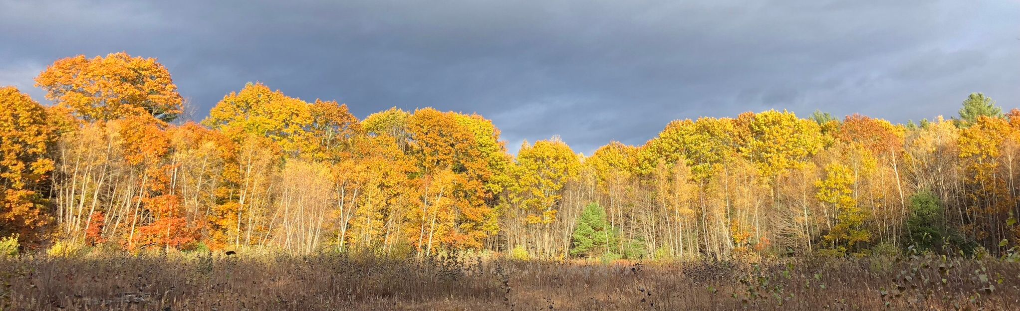 Davidson Nature Preserve Loop, Maine - 27 Reviews, Map | AllTrails