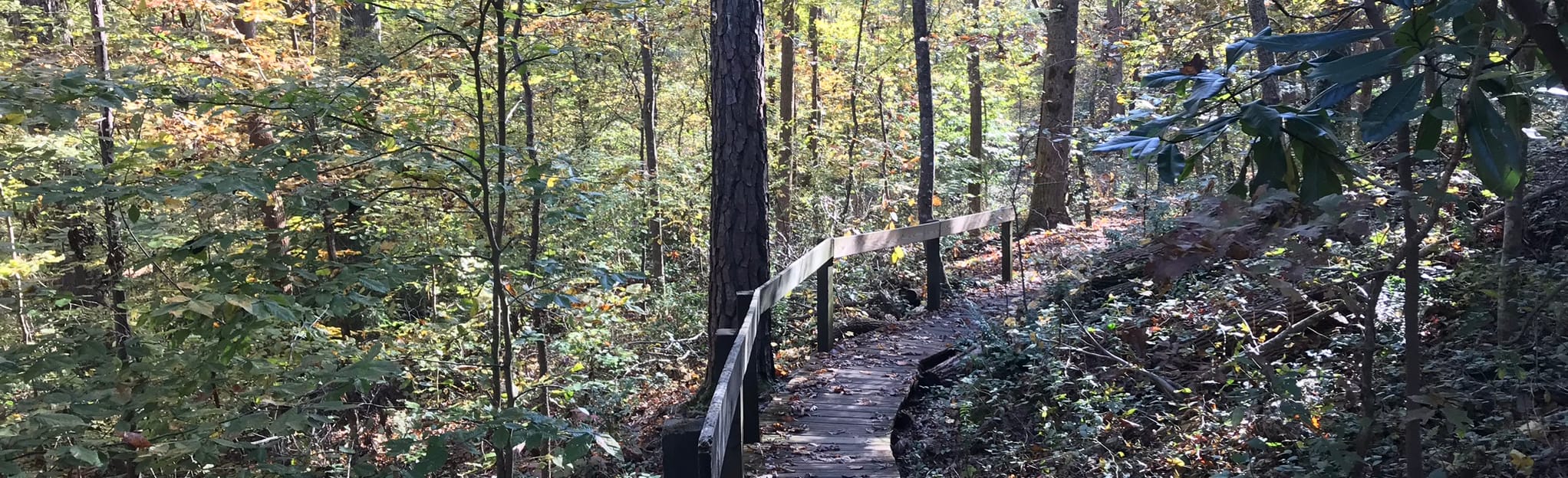 Big Trees Forest Preserve, 418 Reviews, Map AllTrails