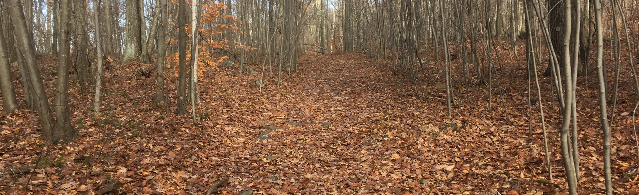 Whitaker Woods to Soapstone Mountain via White and Yellow Blazes