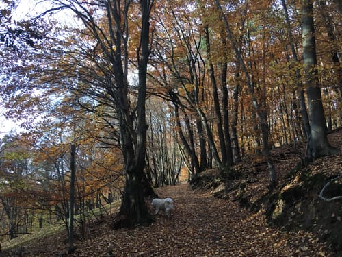 Glattbach nach Sulzbach am Main