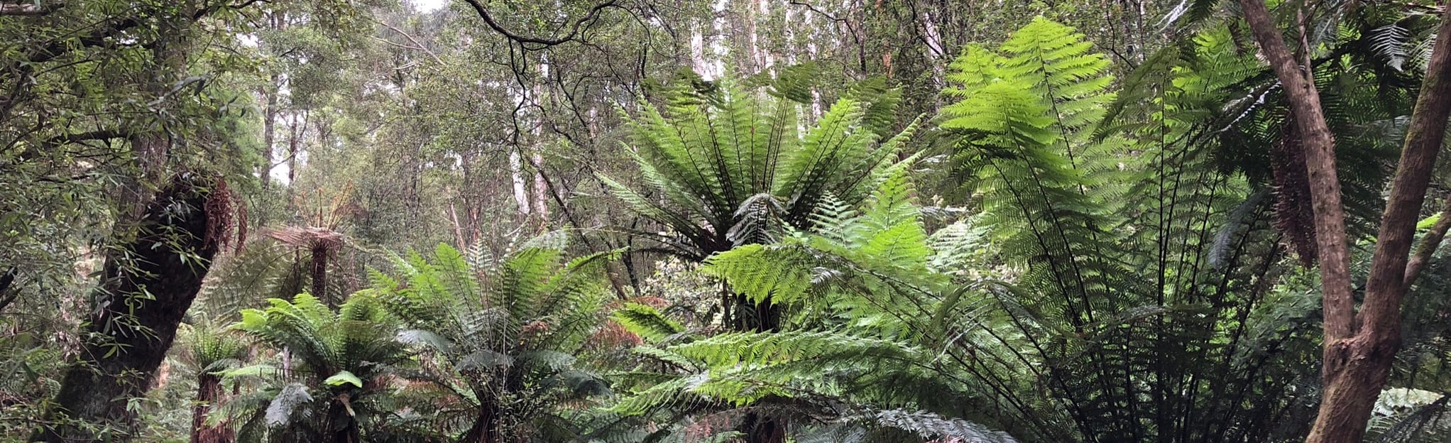 Kokoda Track, One Tree Hill, and Lyrebird Track, Victoria, Australia ...