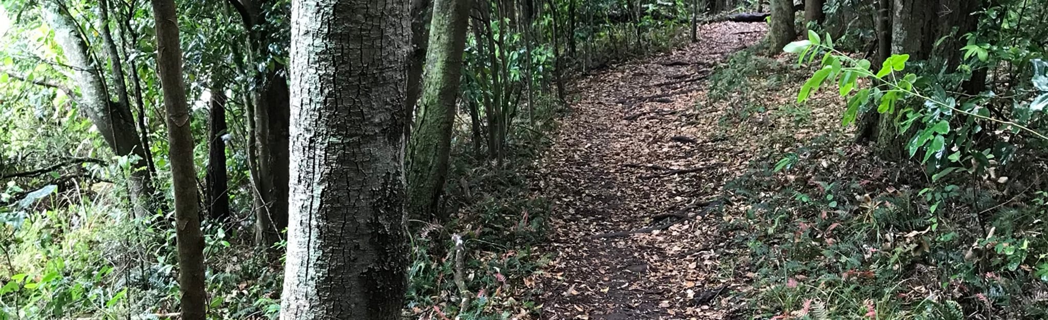 Blackbutt Forest via Blackbutt East Firetrail, New South Wales