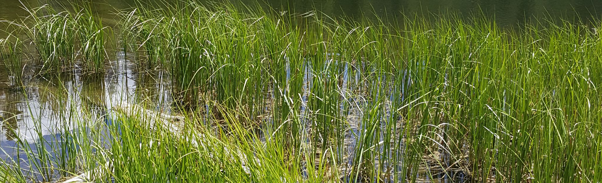 Shake Camp Campground to Maggie Lakes, California 13 Reviews, Map