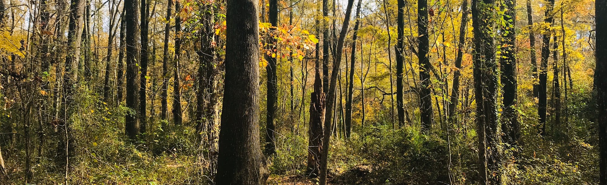 Evergreen Nature Preserve Loop North Carolina 695 Reviews Map