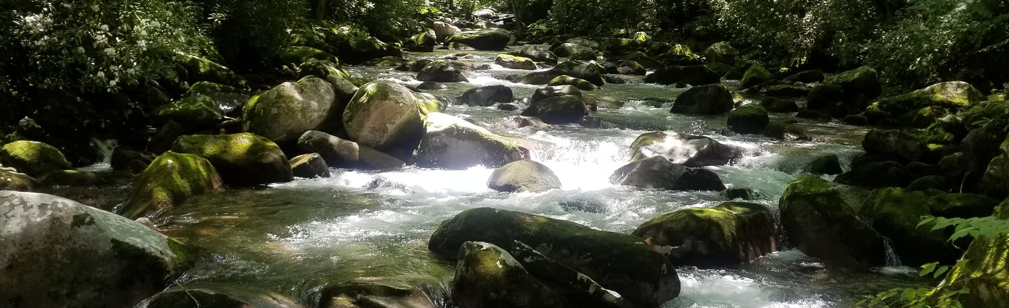 Davenport Gap to Low Gap Loop Trail, North Carolina 16 Reviews, Map