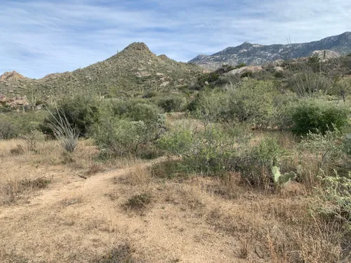 10 Best Hikes and Trails in Catalina State Park | AllTrails