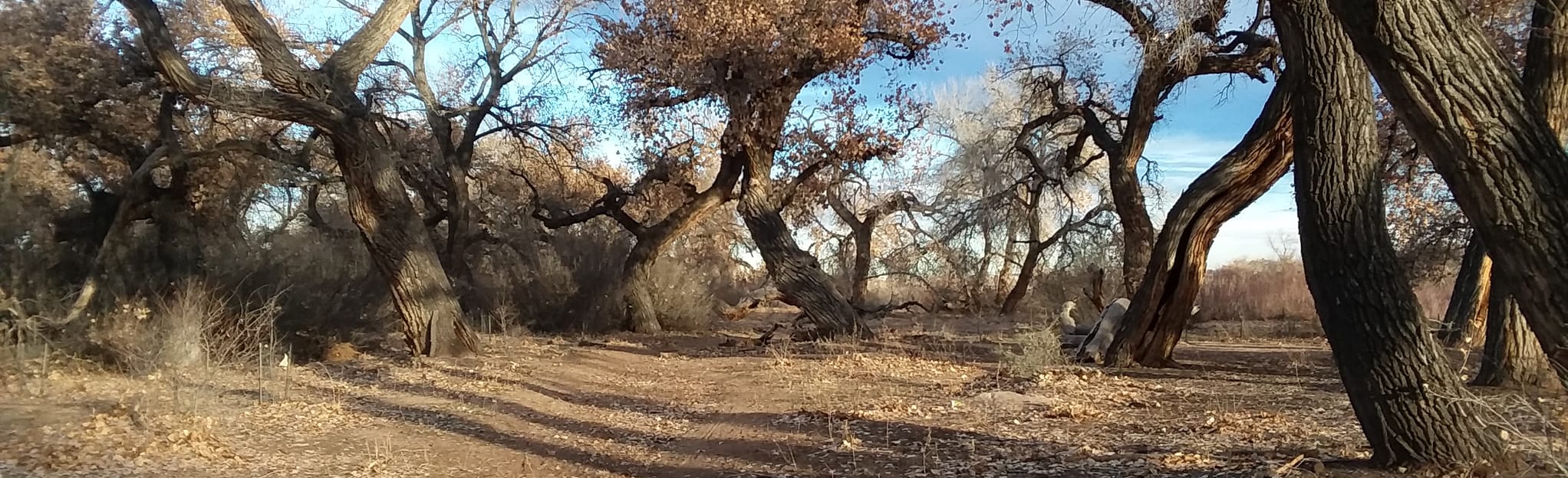 Corrales North Irrigation Mixed Use Trail, New Mexico 120 Reviews