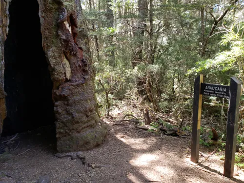 Nahuelbuta National Park and the Araucaria trees