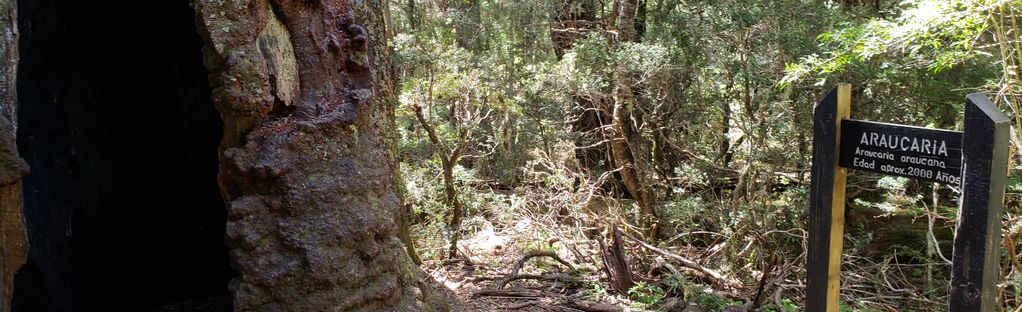 Piedra del Águila: 6 Reviews, Map - Araucanía, Chile | AllTrails