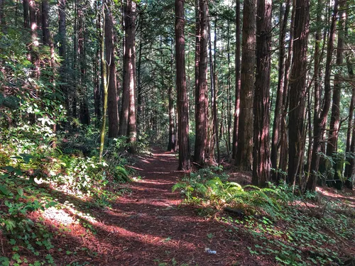 Butano trail camp 2025
