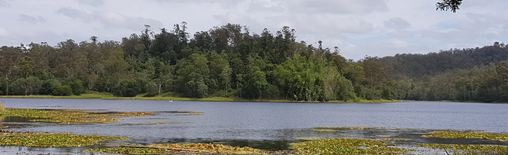 Walkabout Creek Loop via Araucaria Walk - Queensland, Australia | AllTrails