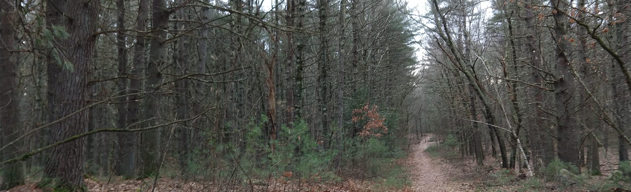 Stow Town Forest AT&T and Yellow Loop, Massachusetts 32 Reviews, Map