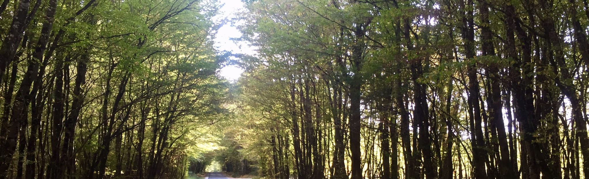 La Forêt d'Amboise: 7 Reviews, Map - Indre-et-Loire, France | AllTrails