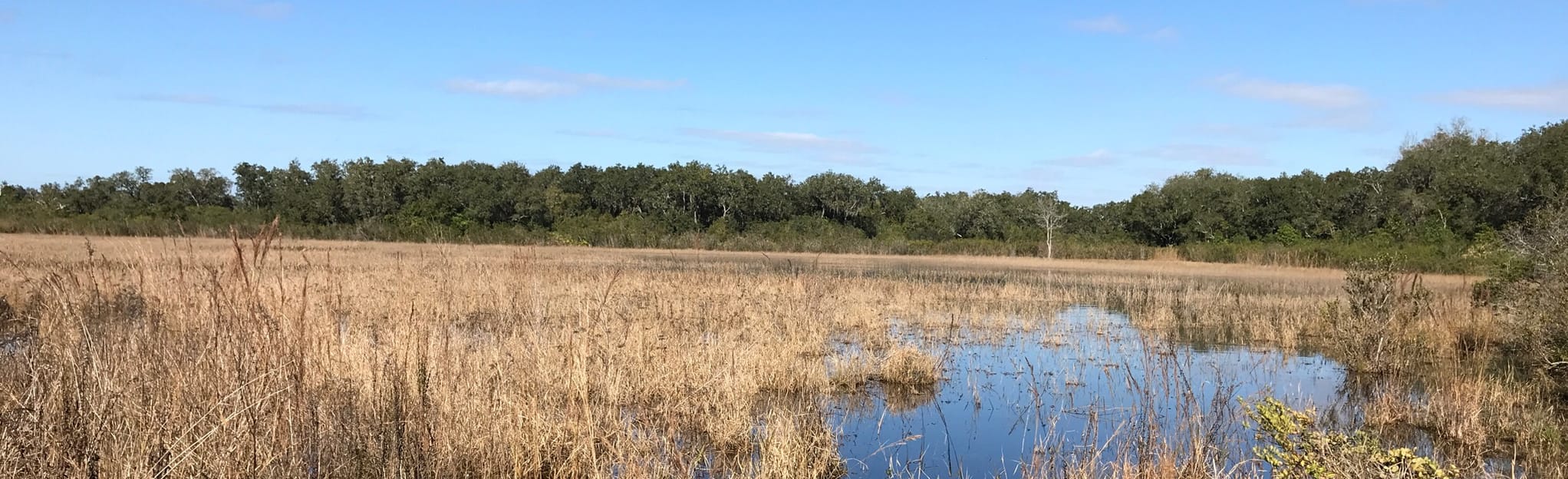 Flying Eagle Preserve Loop, Florida 59 Reviews, Map AllTrails