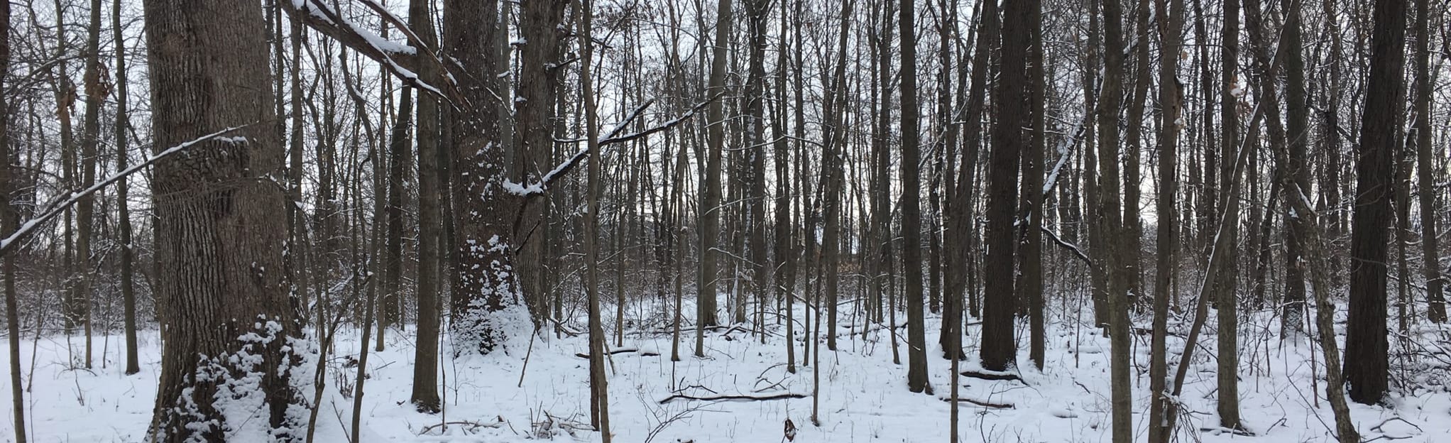 Gallant Woods Park 188 Fotos Ohio Wandern AllTrails