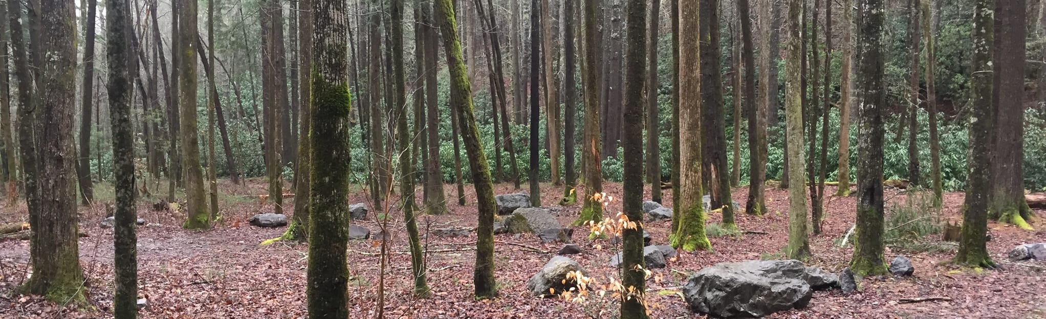 Rocky Flats Trail 6 Reviews, Map Tennessee AllTrails