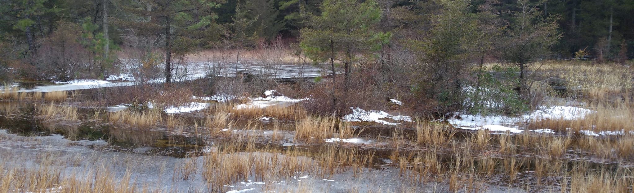 Batsto Fireline Road Constable Bridge to Rockwood 10 Reviews, Map