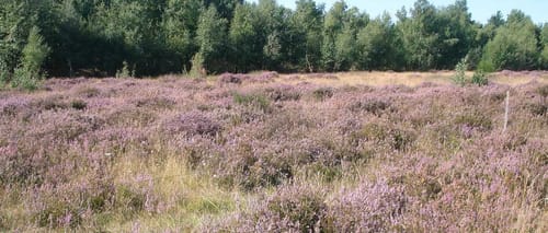 Drover Heide