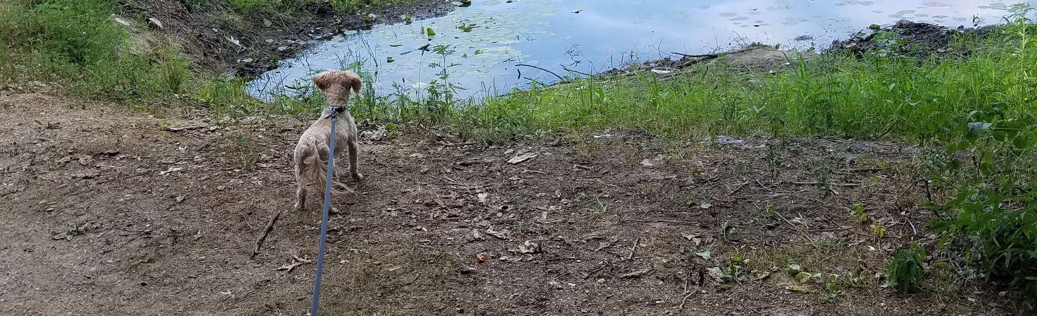 Rose Lake Area Loop, Michigan 160 Reviews, Map AllTrails