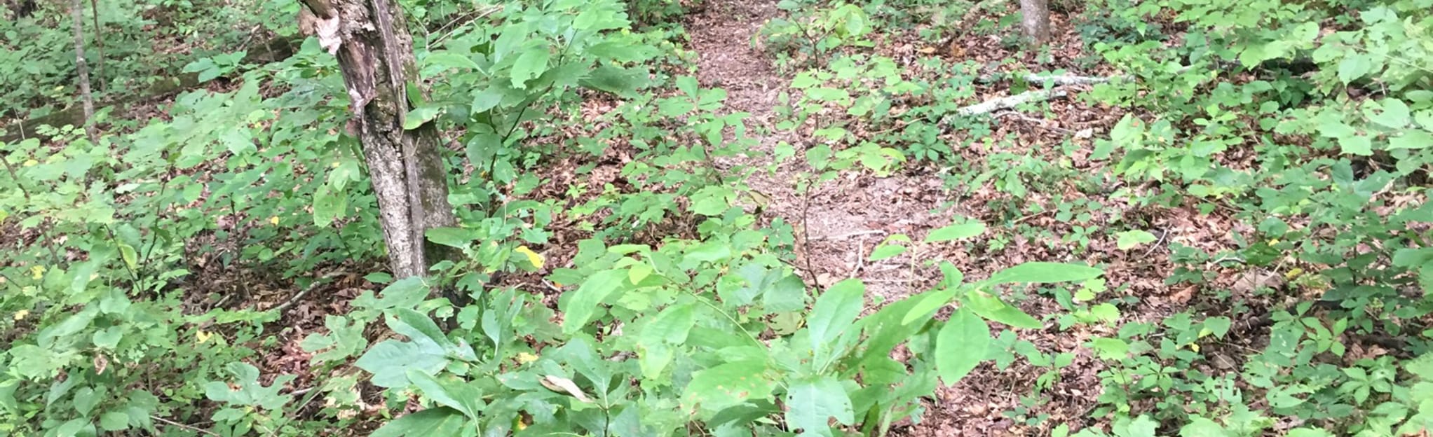 North Fork River Ranch Zane Grey Trail, Missouri 23 Reviews, Map