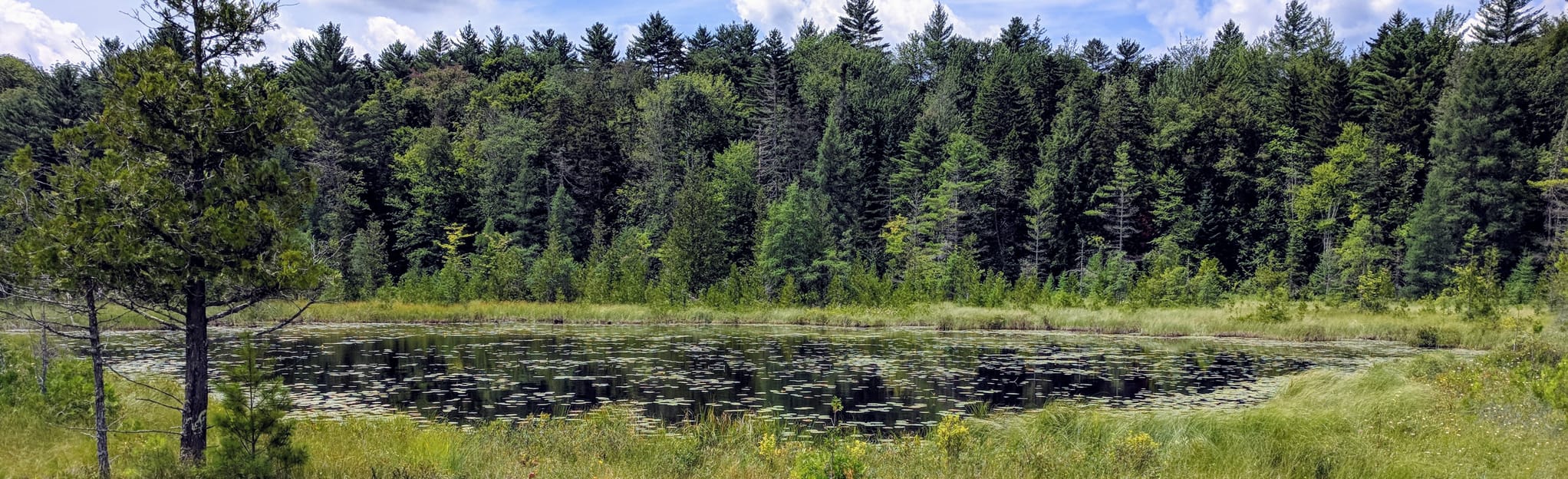 Chickering Bog Nature Trail, Vermont 79 Reviews, Map AllTrails