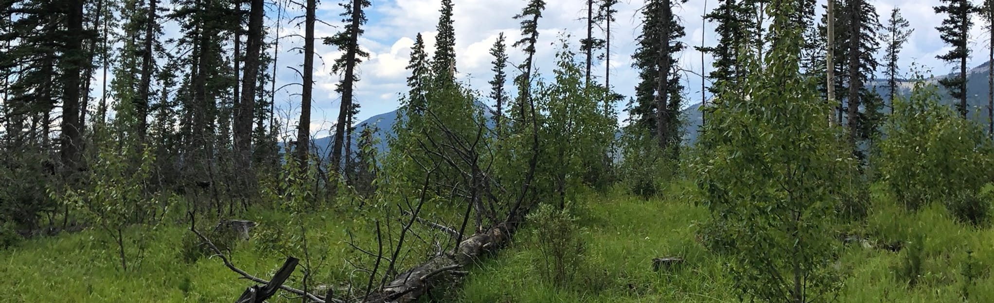 Nordegg East Bush Falls Loop 101 foto Alberta, Canada AllTrails