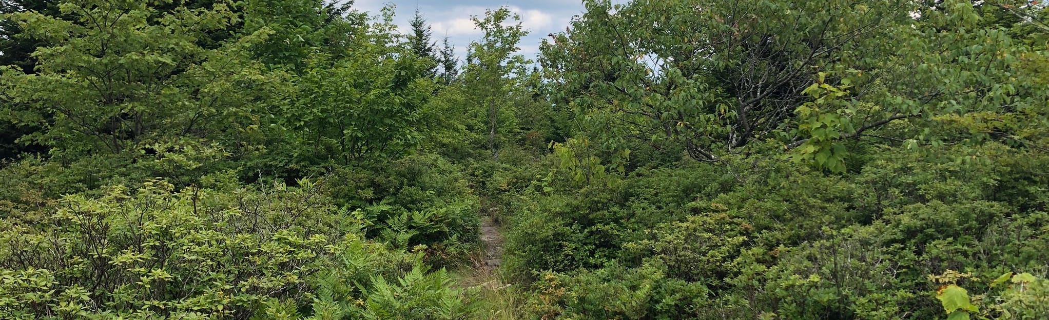 Huckleberry Trail to Judy Springs, Seneca Creek and Horton Loop, 1.017