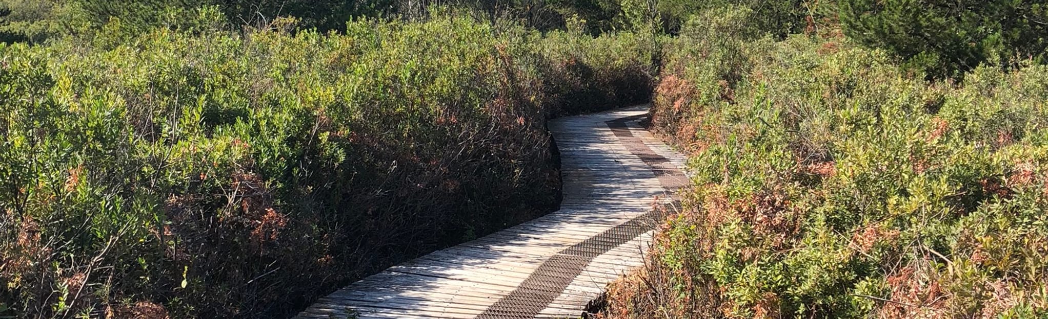 Burns Bog Trail, 334 Fotos British Columbia, Canada AllTrails