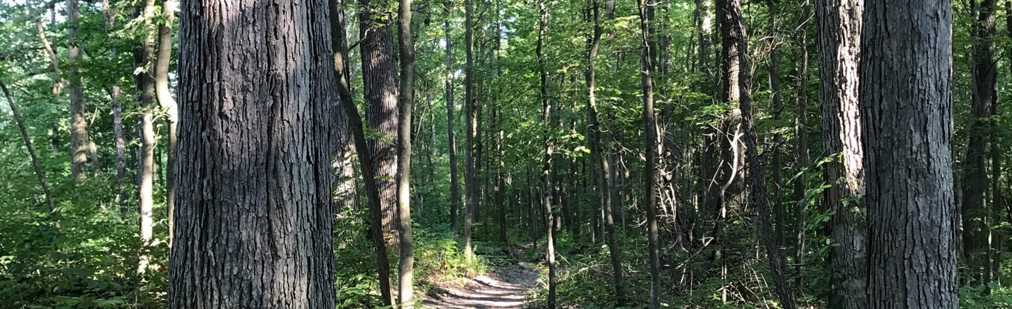 Wetmore Outer Loop Map, Guide Ohio AllTrails