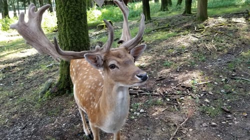 Durch den Wildpark Poing