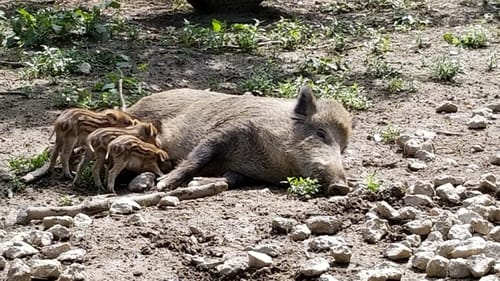 Durch den Wildpark Poing