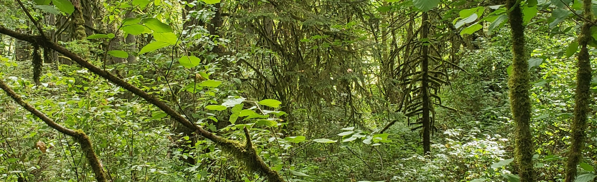 Forest Park Germantown Road to Newberry Road, Oregon 386 Reviews