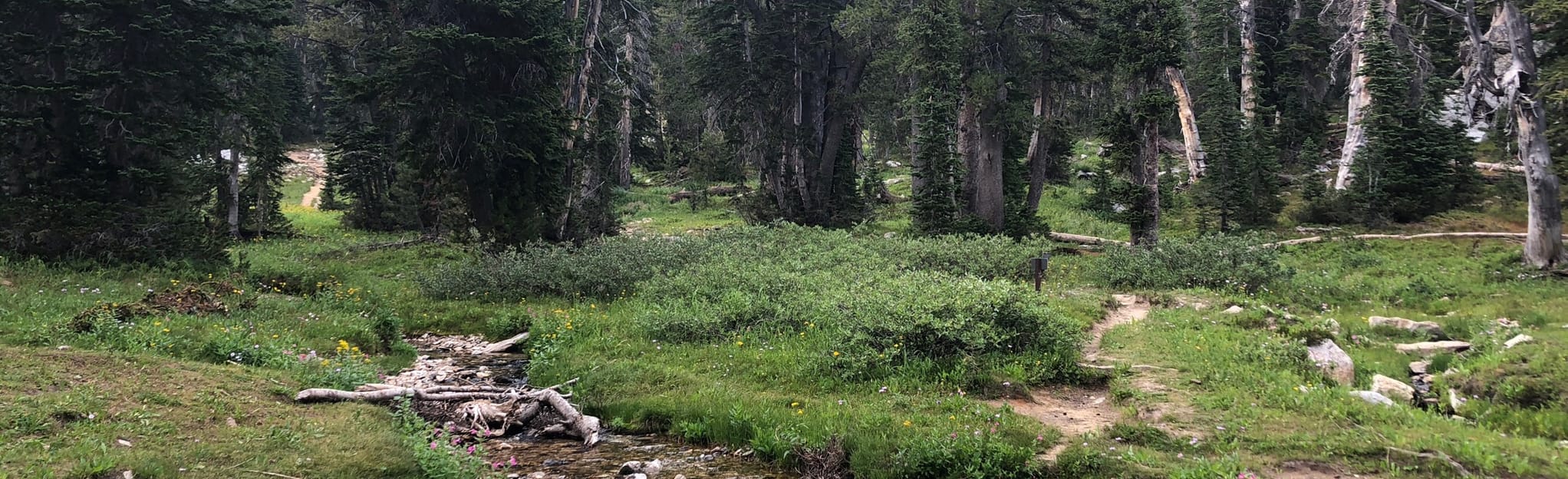 Rendezvous Mountain Trail to String Lake, Wyoming 78 Reviews, Map AllTrails