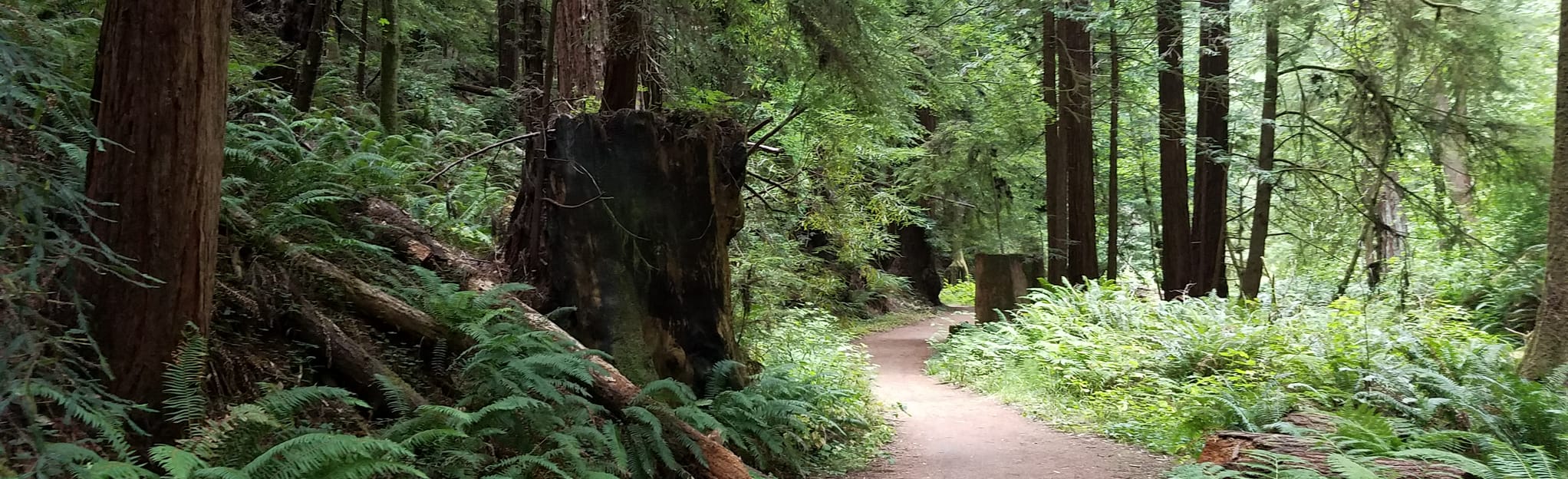 Fern Canyon North and South Loop 380 Reviews, Map California AllTrails