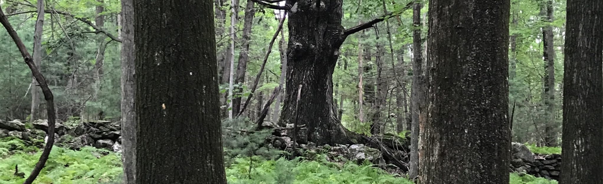 Canton Land Conservation Trust Yellow and Blue Blaze Loop