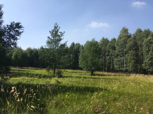 Biberweg und Todtenbruch