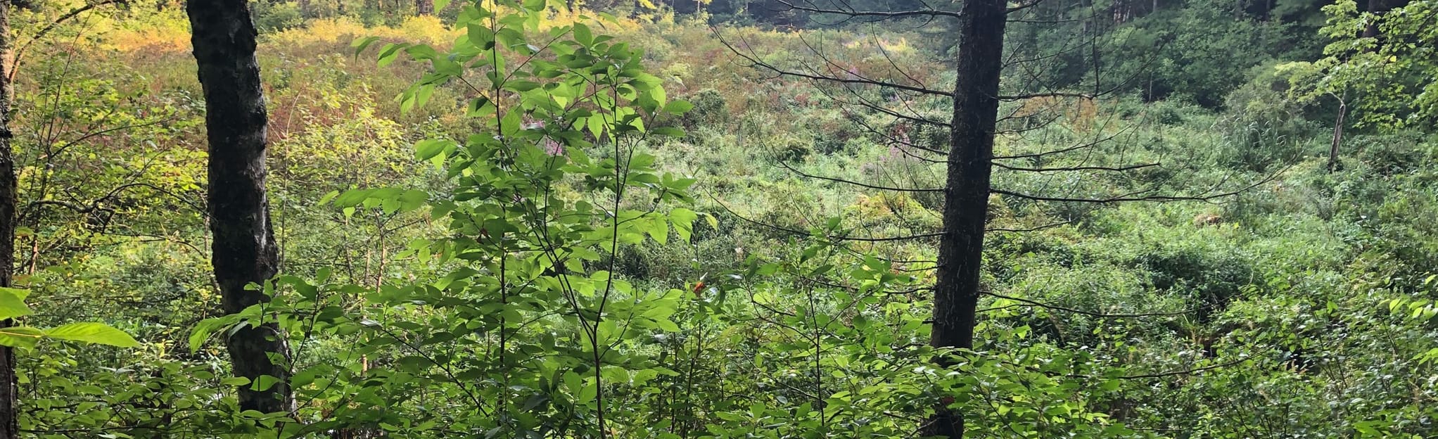 Red, Blue and Orange Trail Map, Guide New Hampshire AllTrails