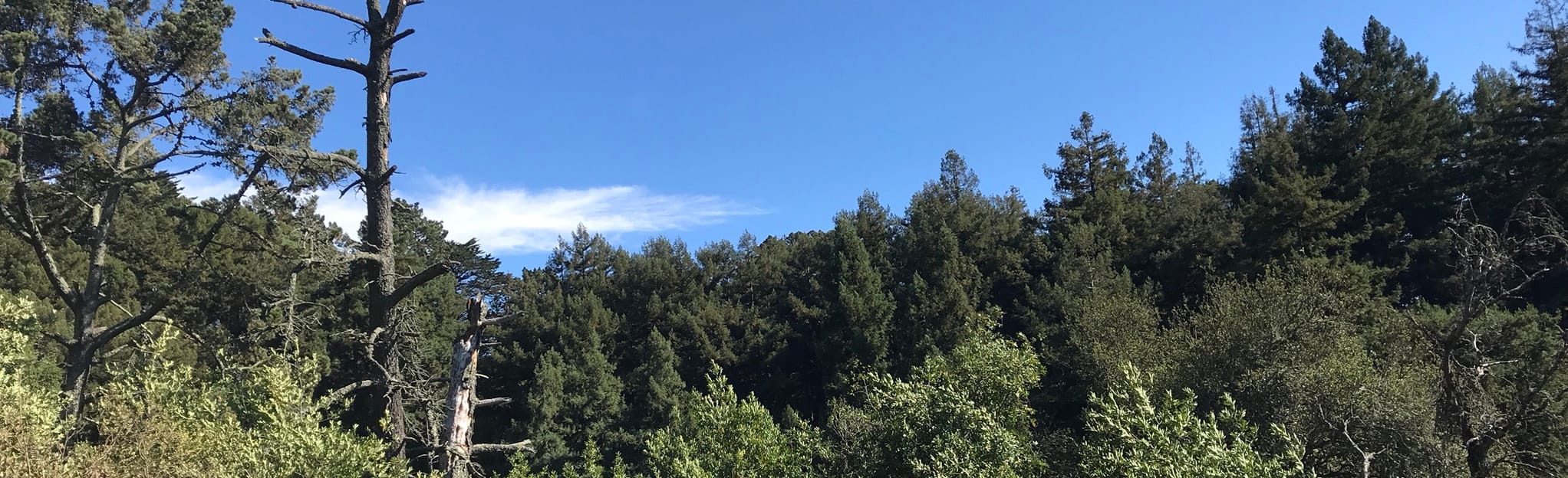 Sequoia Bayview and Big Trees Loop, California 913 Reviews, Map