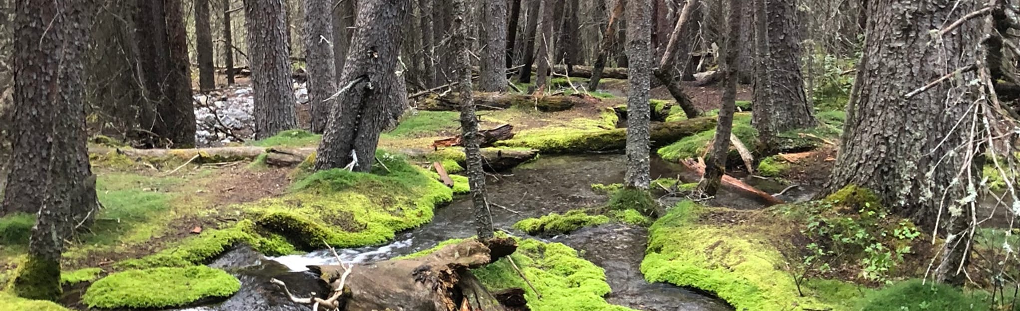 Spencer Creek Trail 454 Photos Alberta, Canada Randonnée AllTrails