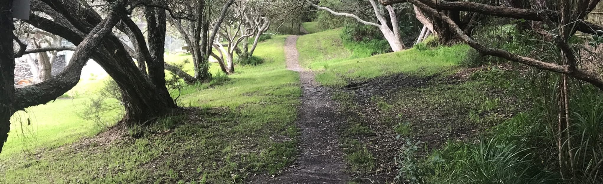 Centennial Park Bush Walk 150 Reviews, Map Auckland, New Zealand AllTrails