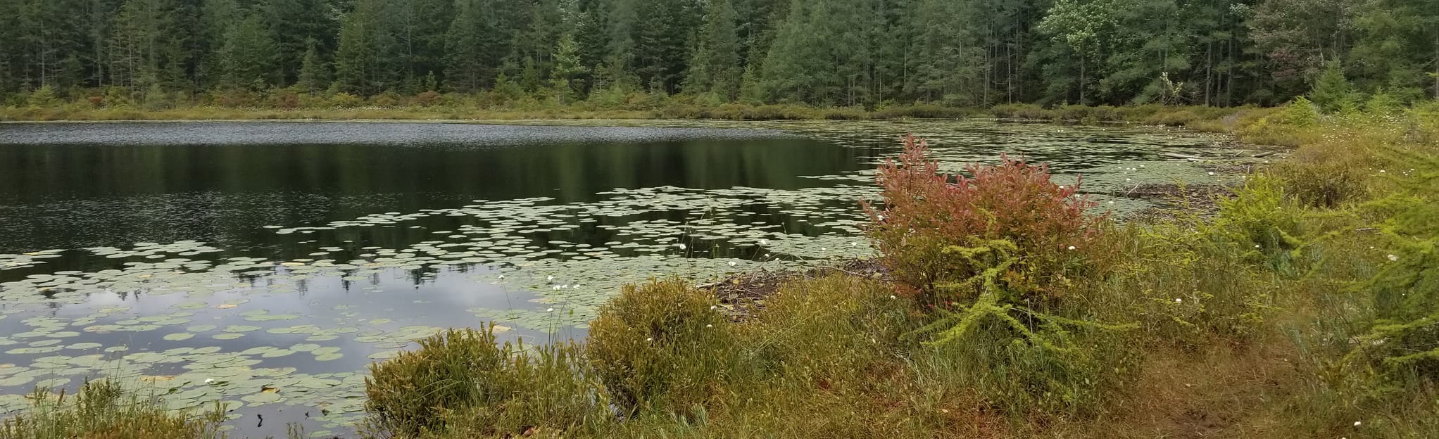 Mud Lake Trail Loop 117 Fotos New York Wandern AllTrails