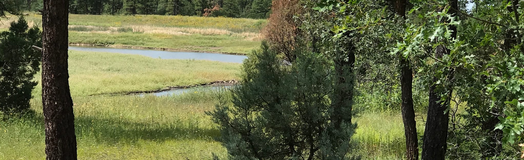 Woodland Lake Trail, Arizona 588 Reviews, Map AllTrails