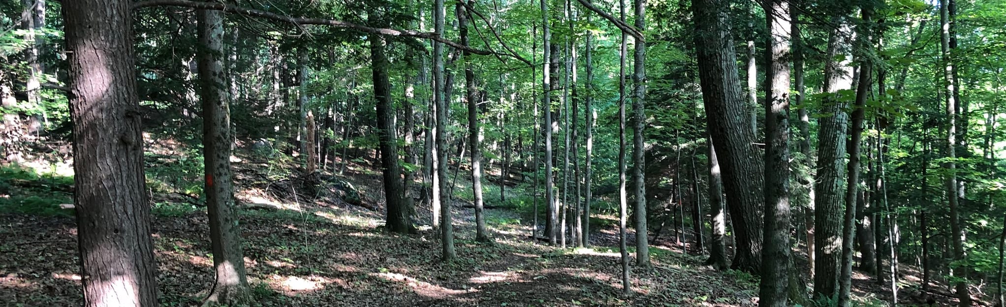 Huckleberry Hills Orange and Yellow Blazes Loop Connecticut AllTrails