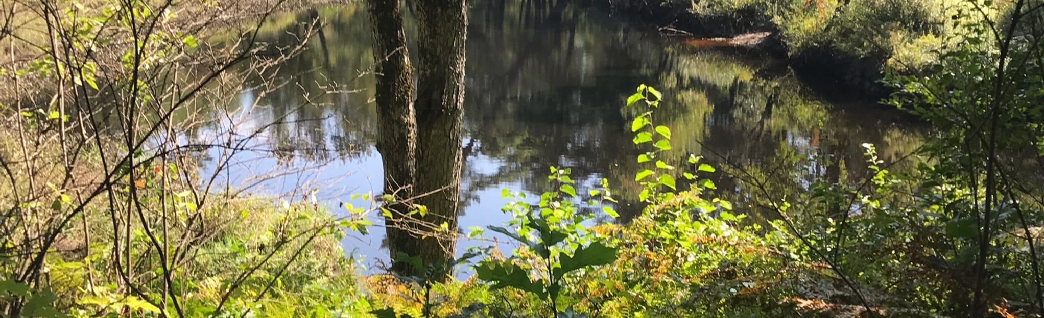 Birch Hill Dam Loop, Massachusetts 40 Reviews, Map AllTrails