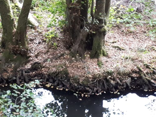 Bachtour Lauterbach (Premiumwanderweg)