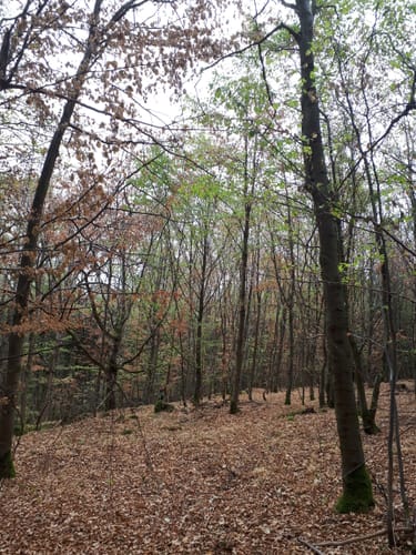 Bachtour Lauterbach (Premiumwanderweg)