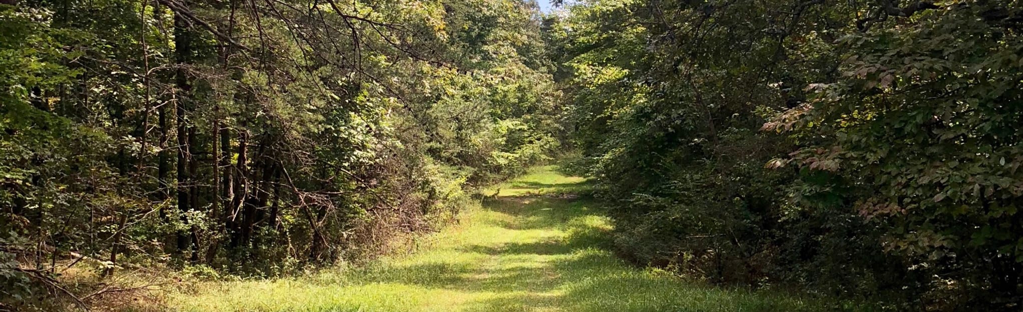 Amherst Trail, Tennessee 24 Reviews, Map AllTrails