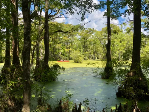 Merchants Millpond, the Most Remote State Park in North Carolina -  Explanders